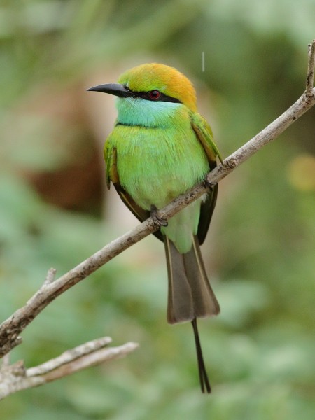 Asian Green Bee-eater - ML249926661