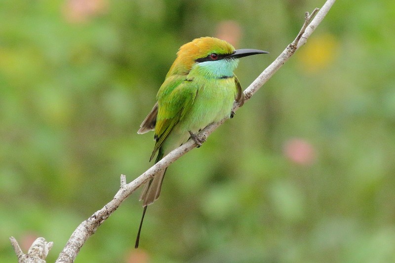 Asian Green Bee-eater - ML249926671