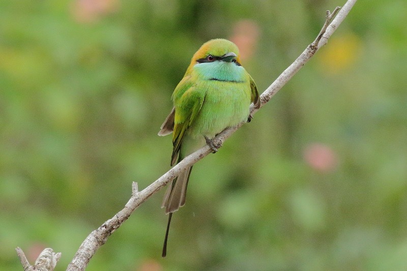 Asian Green Bee-eater - ML249926681