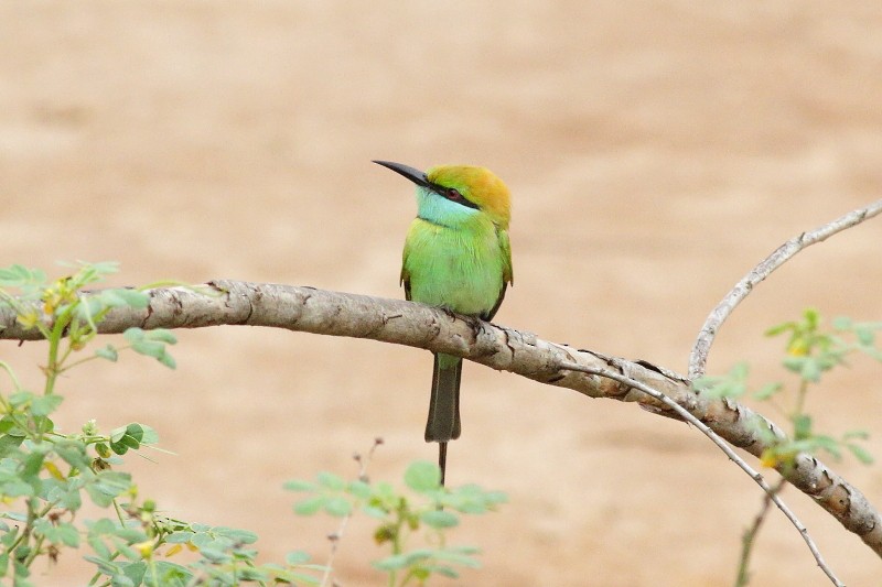 Asian Green Bee-eater - ML249926691