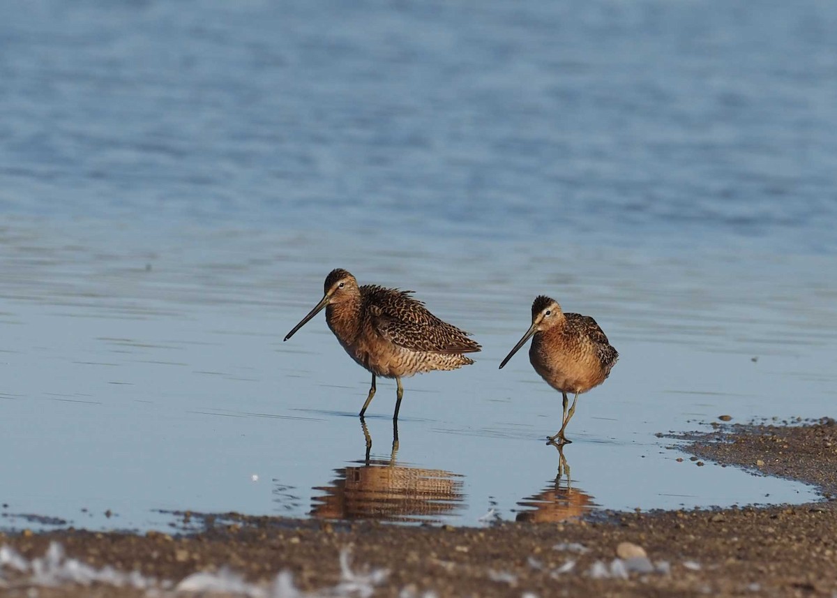 Long-billed Dowitcher - Scott Tuthill