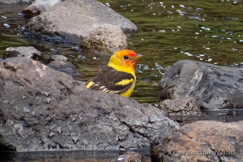 Western Tanager - ML249929831