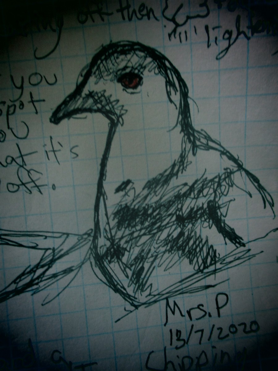 Rock Pigeon (Feral Pigeon) - ML249930041