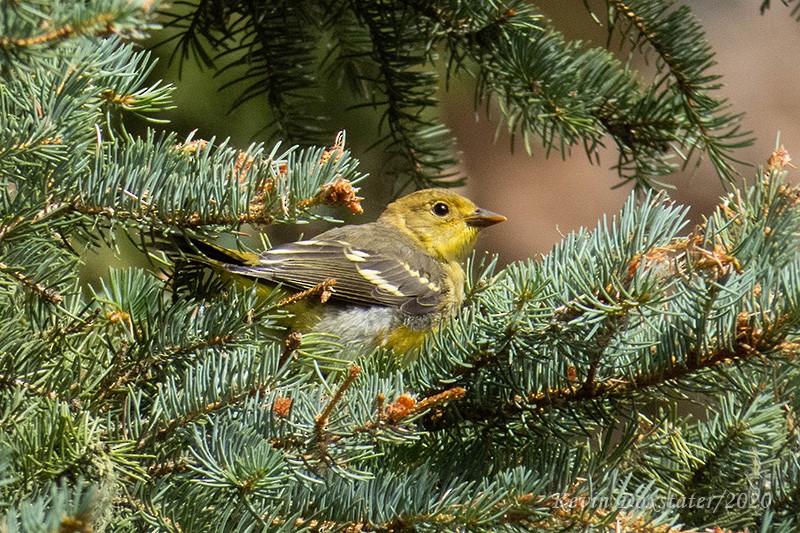 Western Tanager - ML249930051