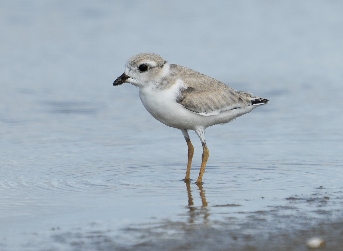 Piping Plover - ML249930751