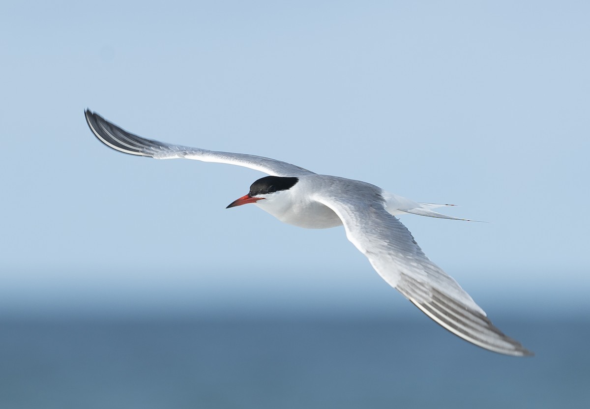 Common Tern - ML249930801