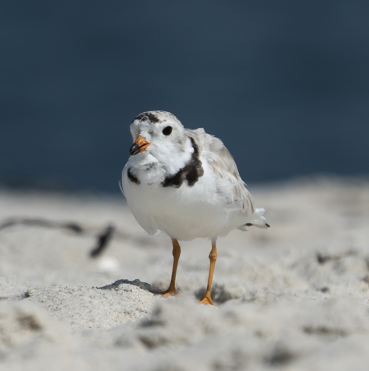 Piping Plover - ML249931061