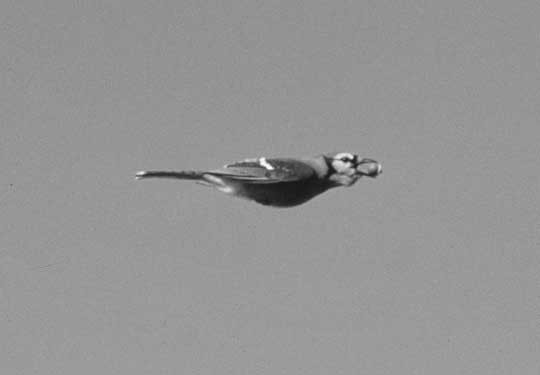 Blue Jay (Cyanocitta cristata) · iNaturalist