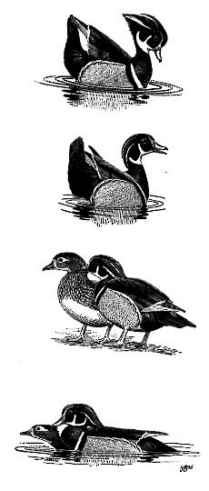 Wood Duck Figure 3. Wood Duck courtship displays and behaviors
