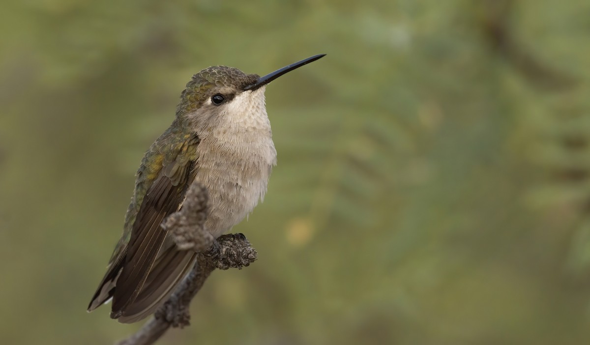Black-chinned Hummingbird - ML249935631