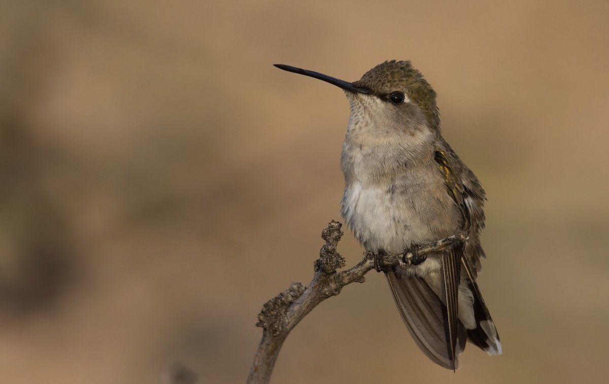 Black-chinned Hummingbird - ML249935641