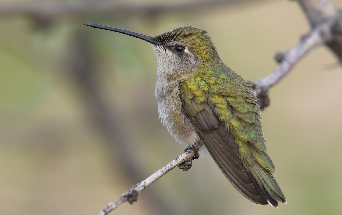 Black-chinned Hummingbird - ML249935691