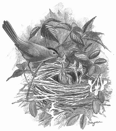 Do catbirds reuse their nests