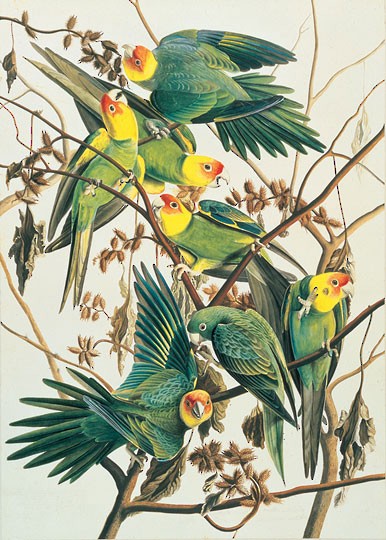 Figures Carolina Parakeet Conuropsis Carolinensis Birds Of The World