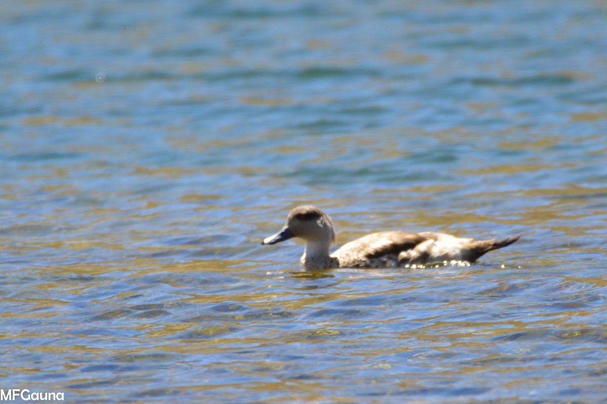 Crested Duck - ML249937901