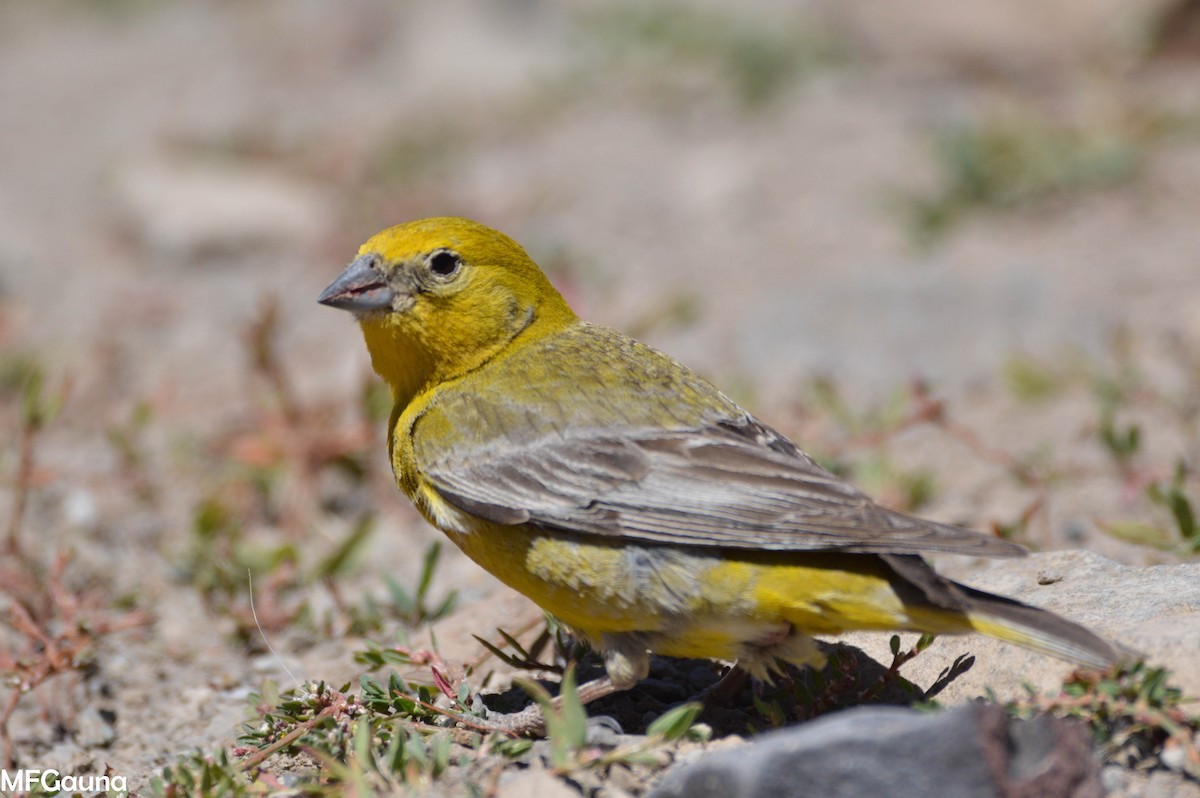 Greater Yellow-Finch - ML249938421