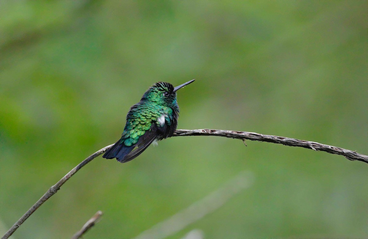 Blue-tailed Emerald - ML249945271