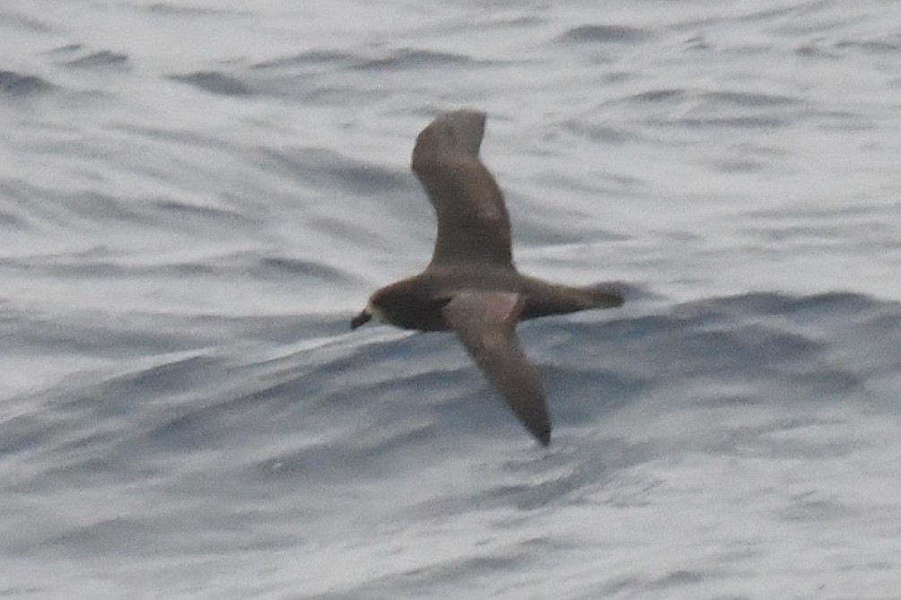 Gray-faced Petrel - Cathryn Dippo
