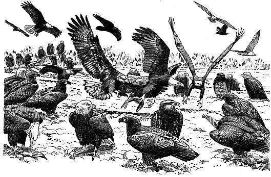 Figure 2. Bald Eagles feeding at salmon-spawning runs, Alaska. Drawing by N. John Schmitt. - Bald Eagle - 