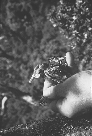 Figure 5. Nestling Kaua'i 'Ö'ö of unknown age from first nest - Kauai Oo - 
