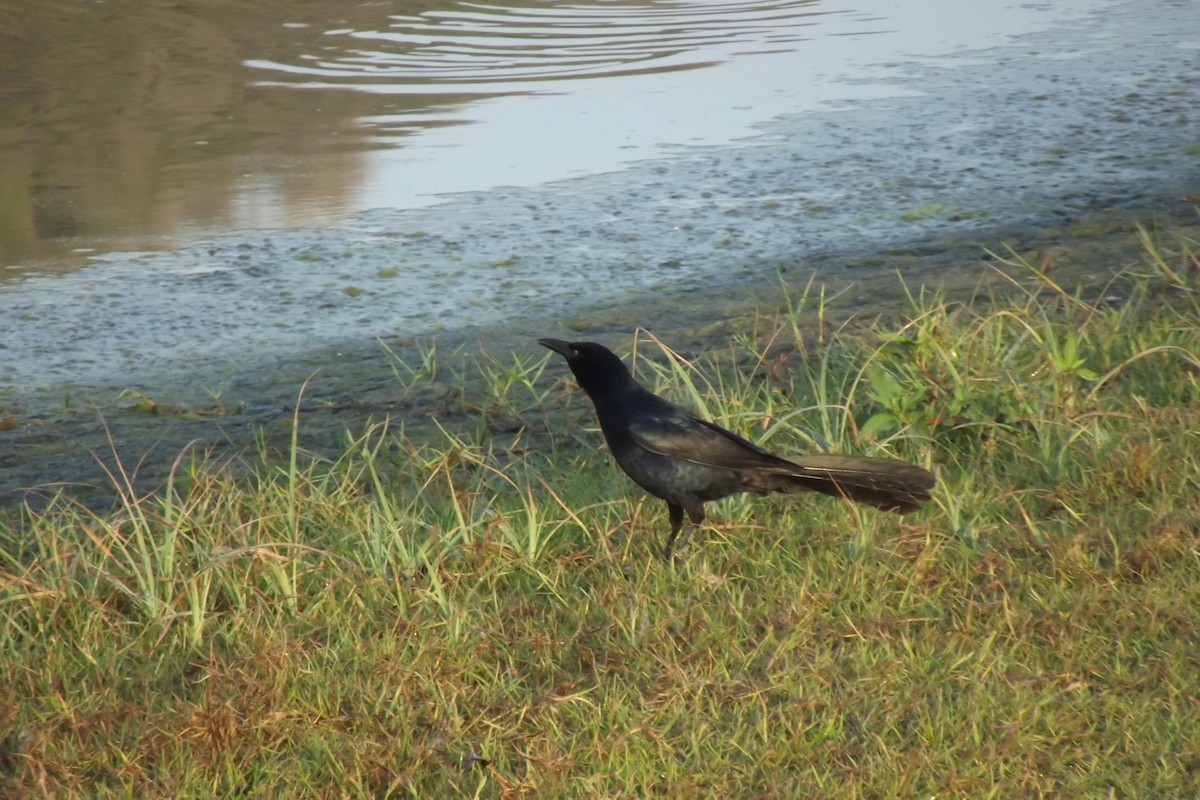 Great-tailed Grackle - ML249962491