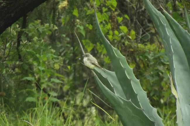 Orange-crowned Warbler - David López Giraldo