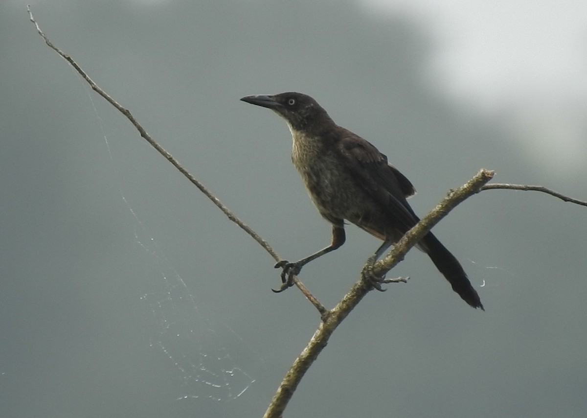 Great-tailed Grackle - ML249964201