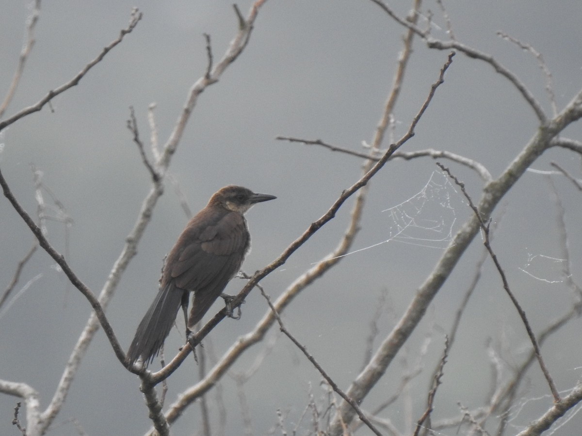 Boat-tailed/Great-tailed Grackle - ML249964351
