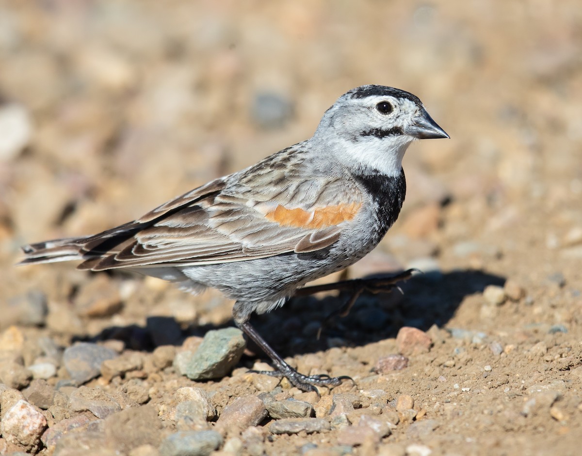 Thick-billed Longspur - ML249975041