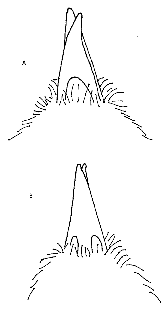 Figure 2. A. Ventral view of bill cross on left-billed O'ahu male. B. Dorsal view of bill cross on right-billed Hawai'i male. - Hawaii Akepa - 
