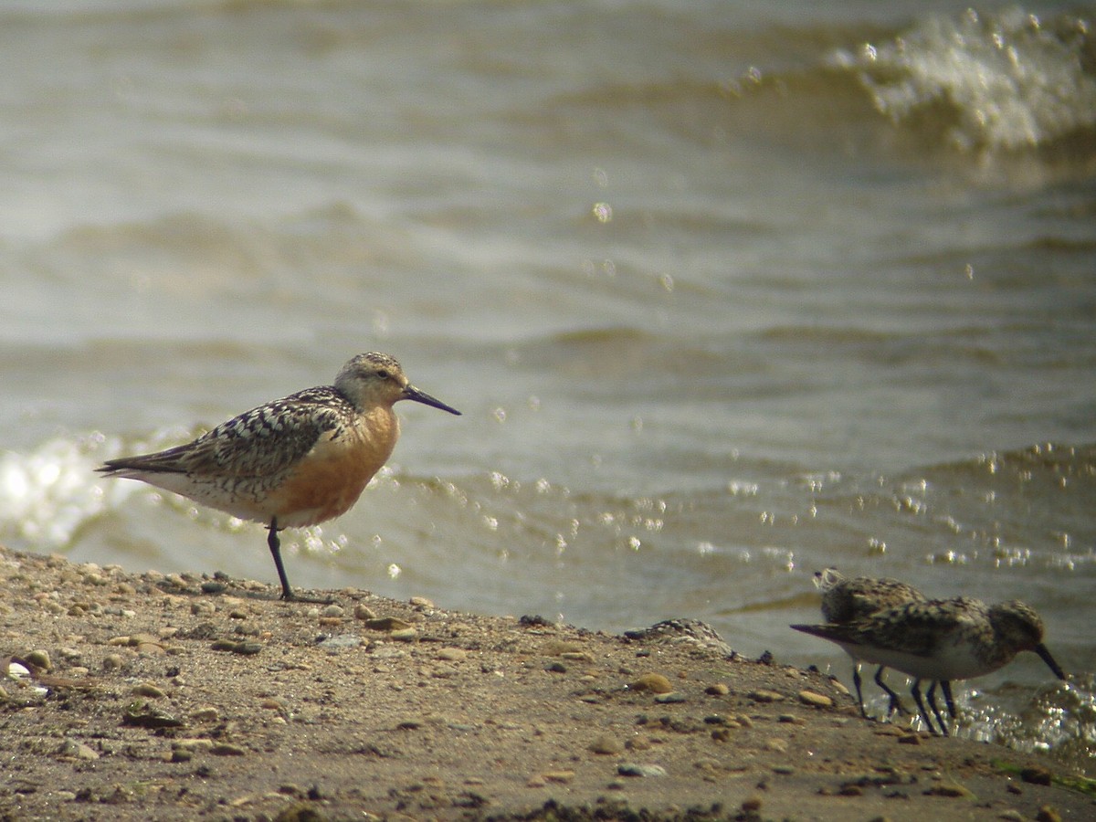 Red Knot - ML249976371