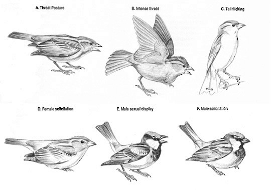 Behavior - House Sparrow - Passer domesticus - Birds of the World