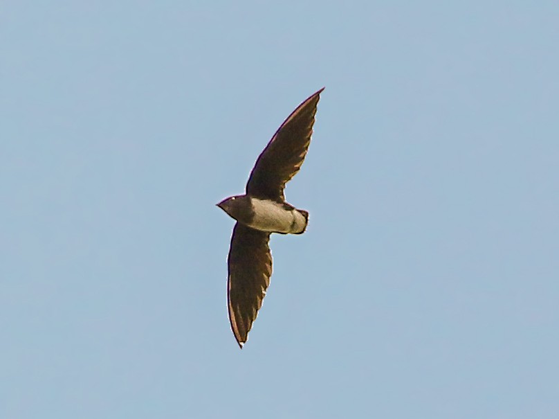 Cassin's Spinetail - Tommy Pedersen