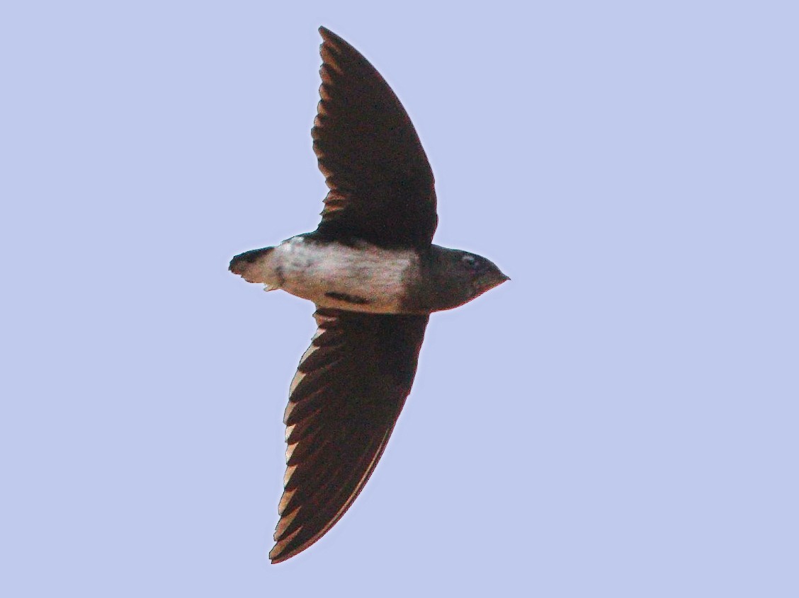 ミジカオハリオアマツバメ Ebird