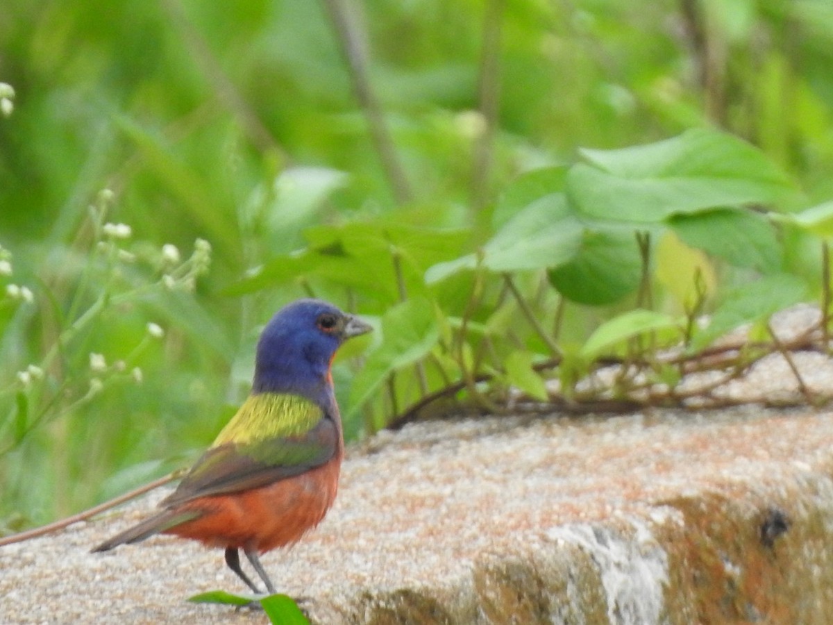Painted Bunting - ML249978471