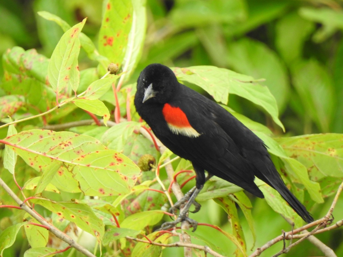 Red-winged Blackbird - ML249978601