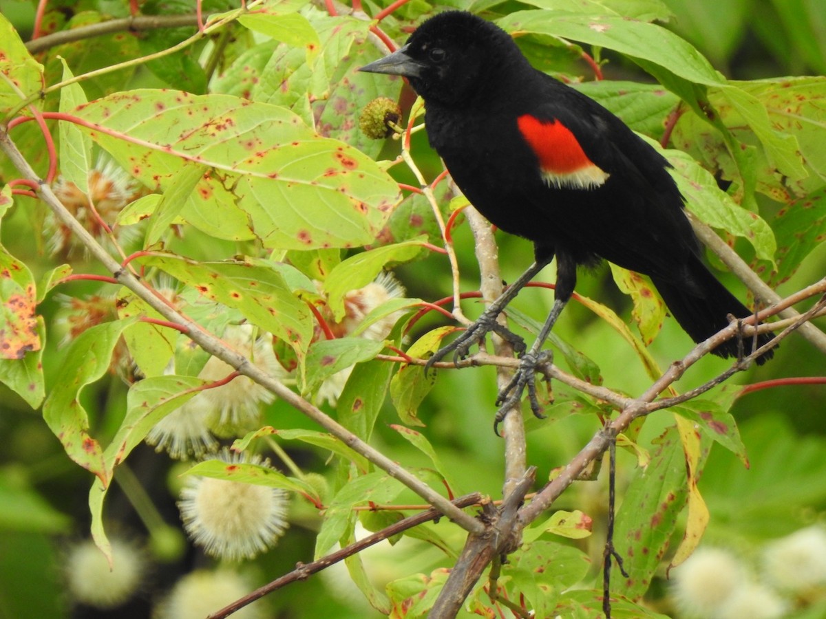 Red-winged Blackbird - ML249978611