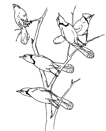Cyanocitta cristata (blue jay) & Cardinalis cardinalis (no…