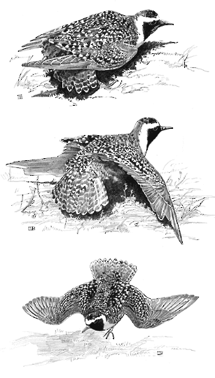 Figure 4. Distraction displays of the American Golden-Plover. - American Golden-Plover - 