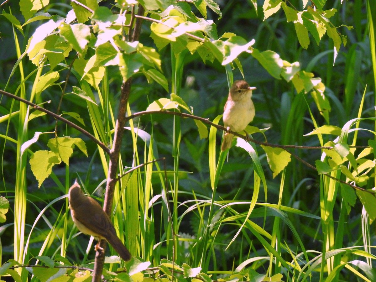 Blyth's Reed Warbler - Scott Young