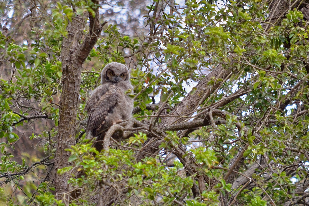 Lesser Horned Owl - ML249986561