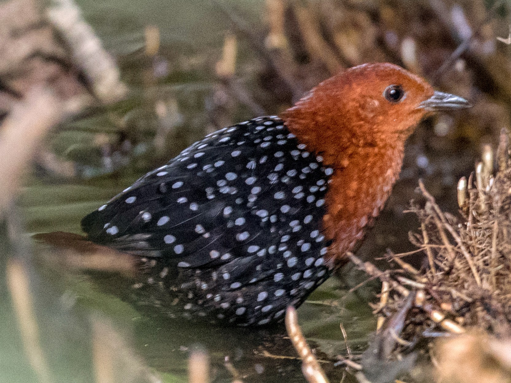 White-spotted Flufftail - Ian Davies