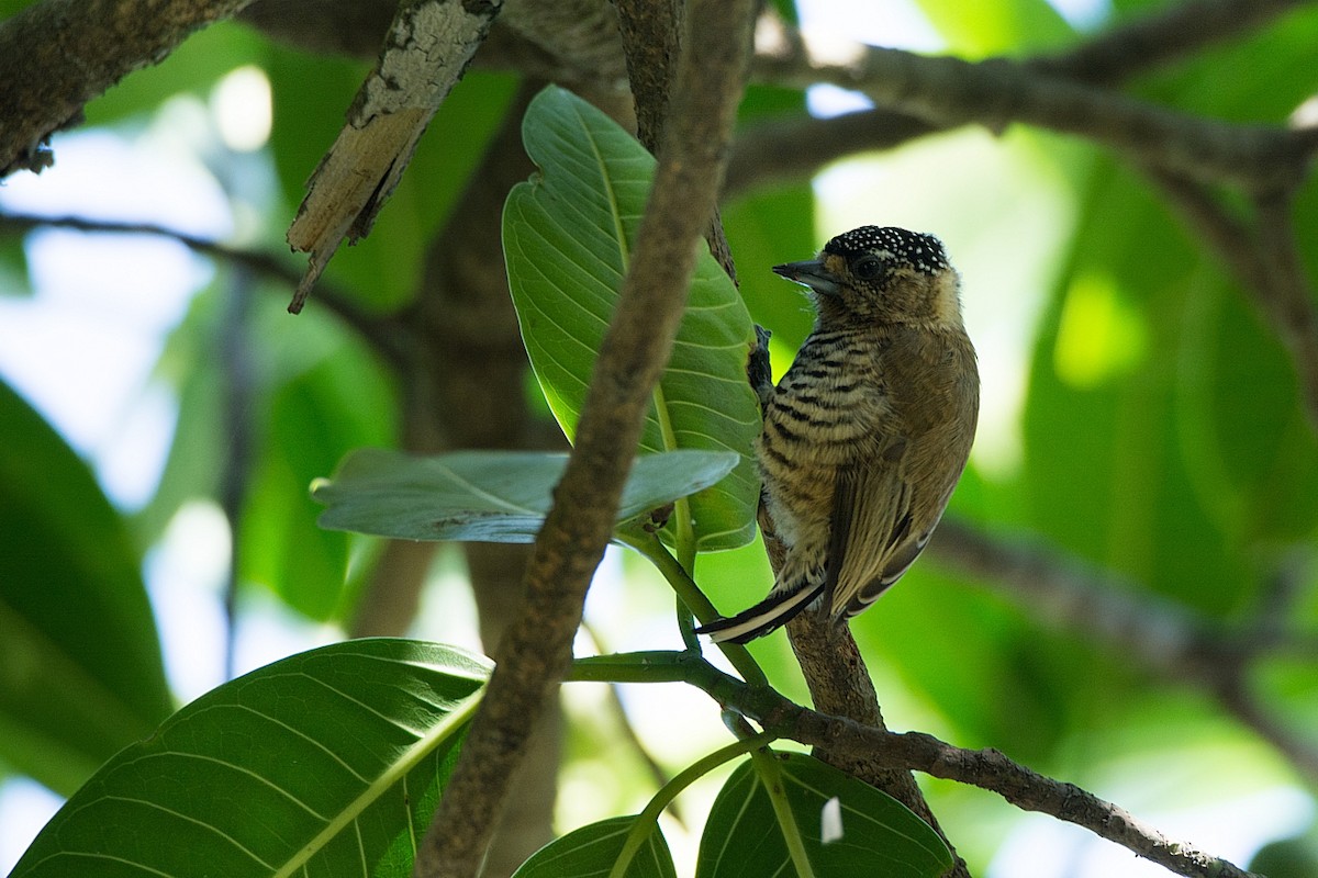 Ochre-collared Piculet - ML249987441