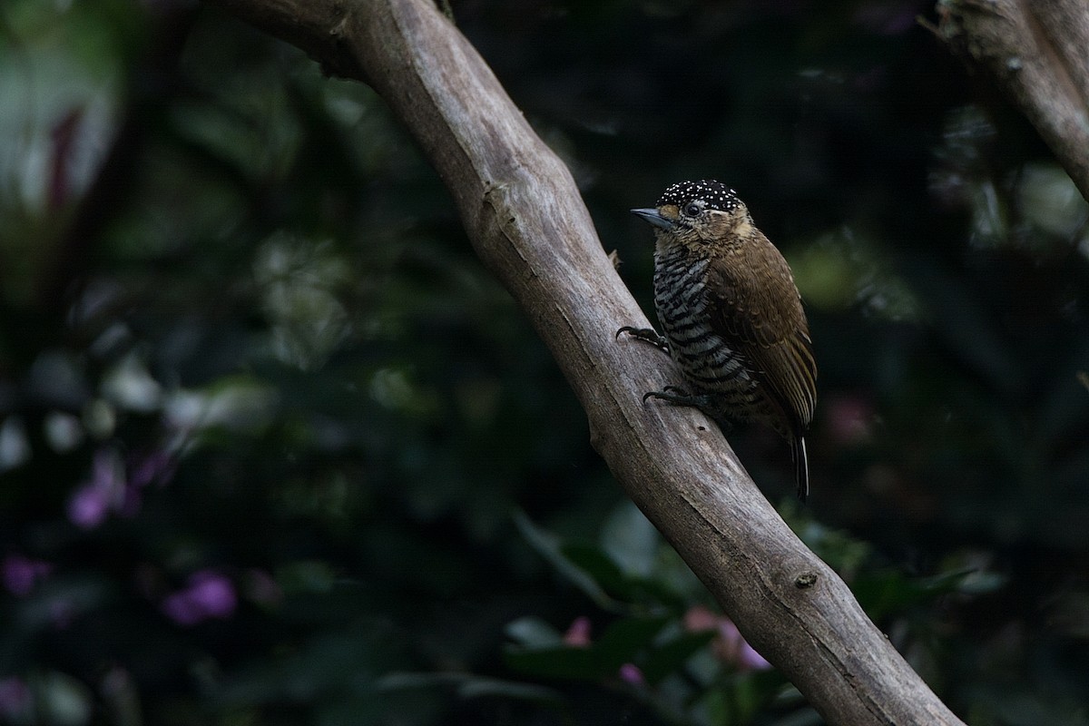 Ochre-collared Piculet - ML249987461