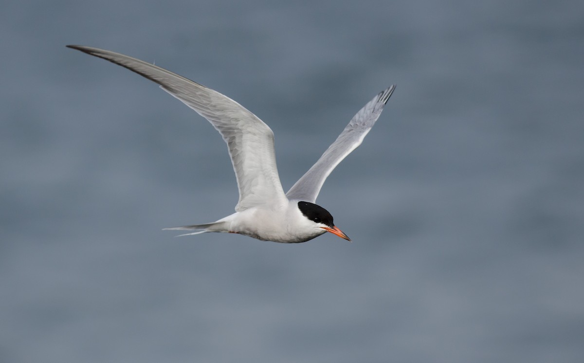 Common Tern - ML249988721