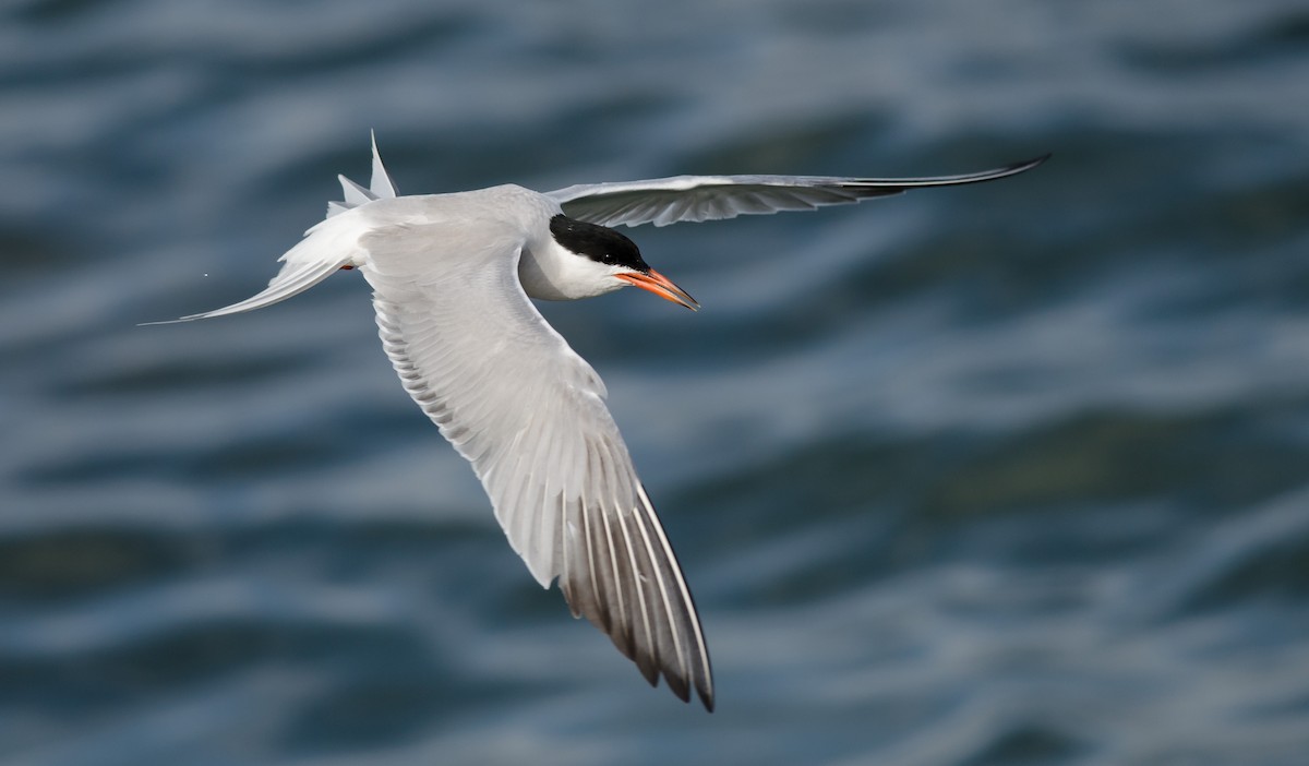 Common Tern - ML249988731