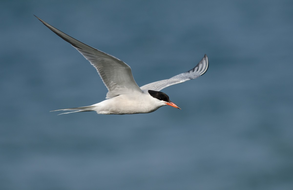 Common Tern - ML249988751