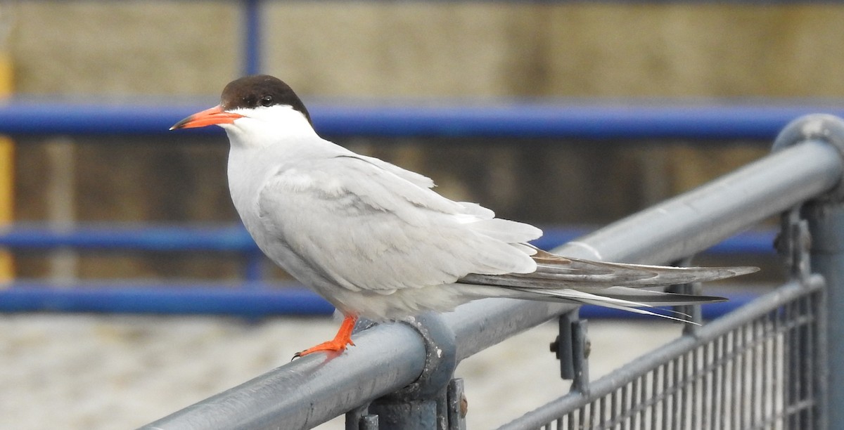 Common Tern - Alan Younger