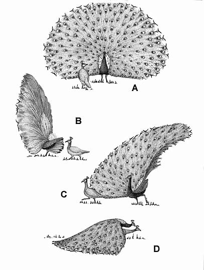 Behavior - Indian Peafowl - Pavo cristatus - Birds of the World