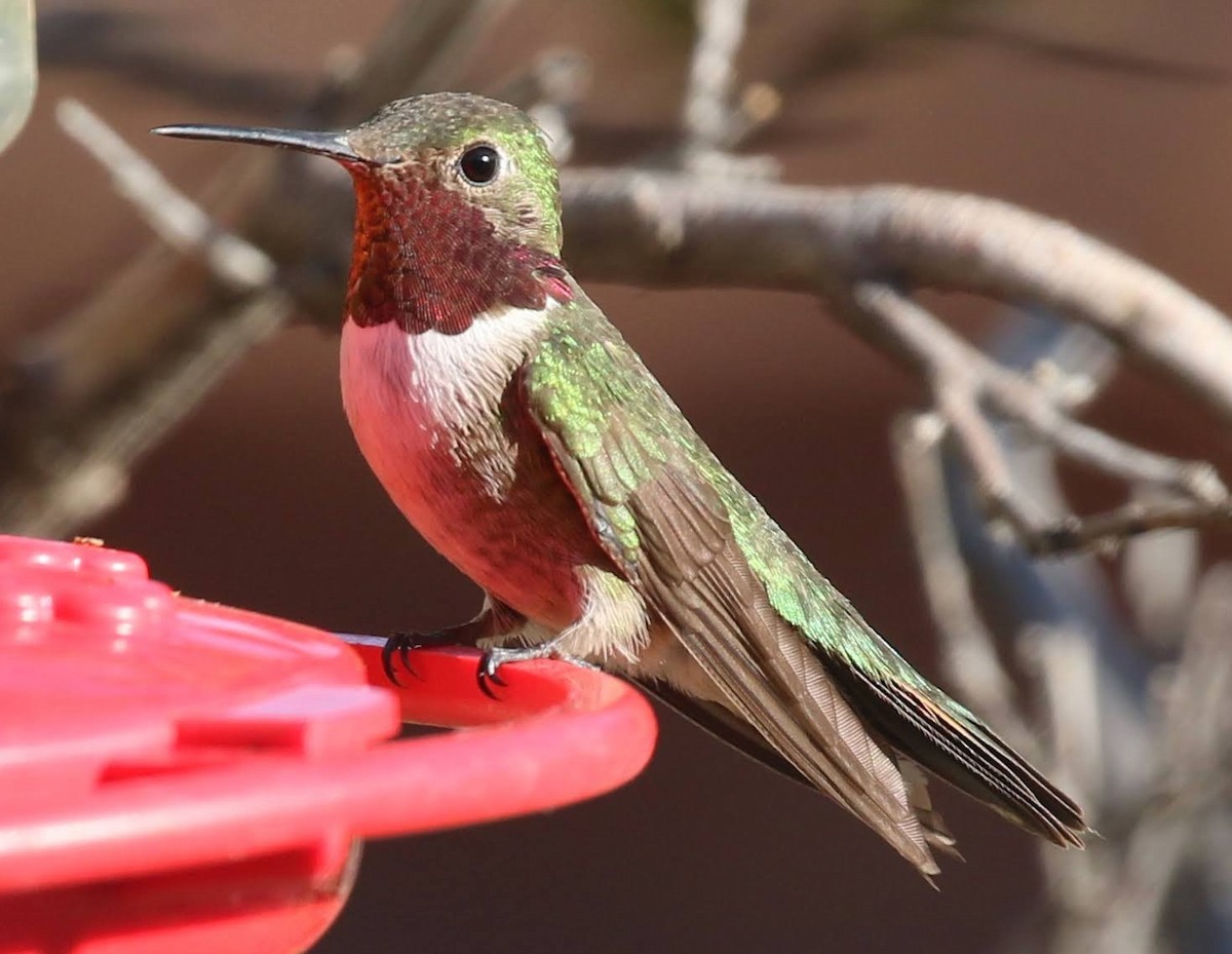 Broad-tailed Hummingbird - ML249991221